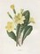 Primrose Poster Print by Gwendolyn Babbitt - Item # VARPDXBAB441